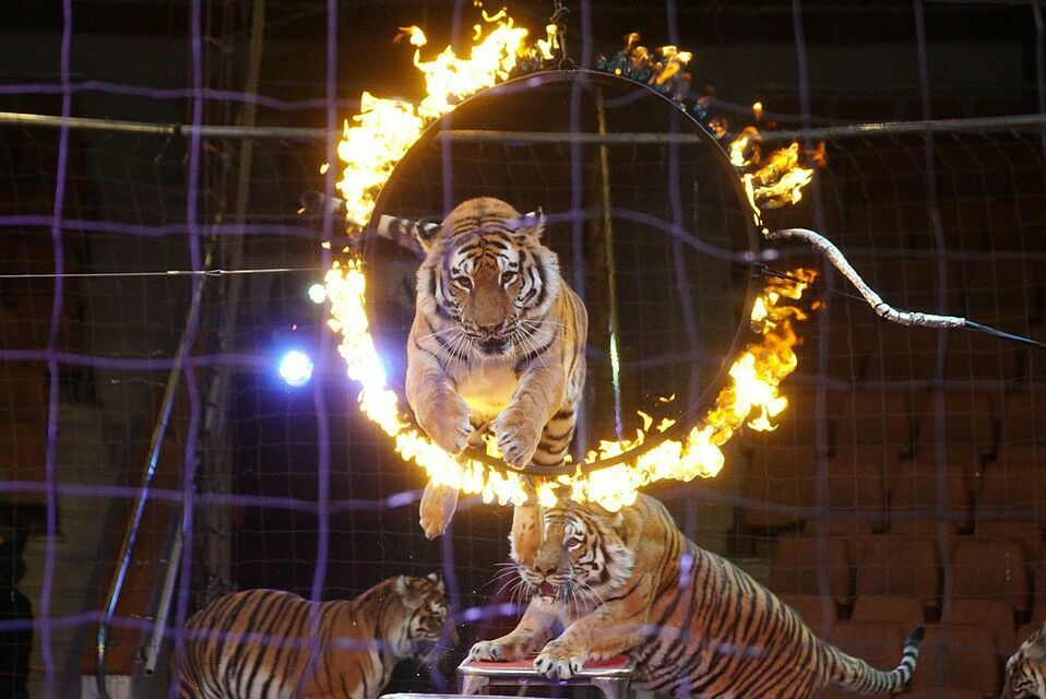 В Магнитогорске тигр потерял сознание после прыжка через горящее кольцо