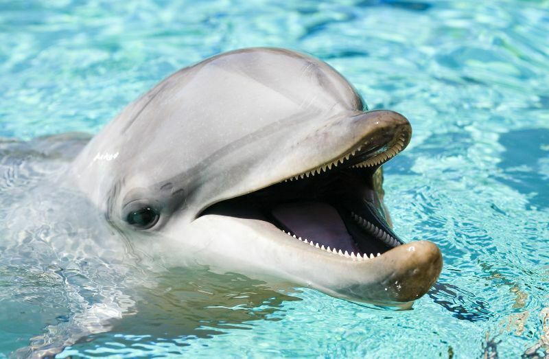 Российские экологи просят отменить строительство дельфинария в Чечне
