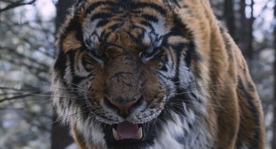 Хабаровчане жалуются на террор тигров