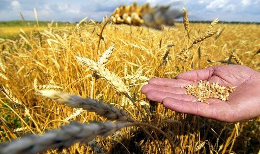 Рекордный урожай зерна сулит аграрной отрасли большие проблемы