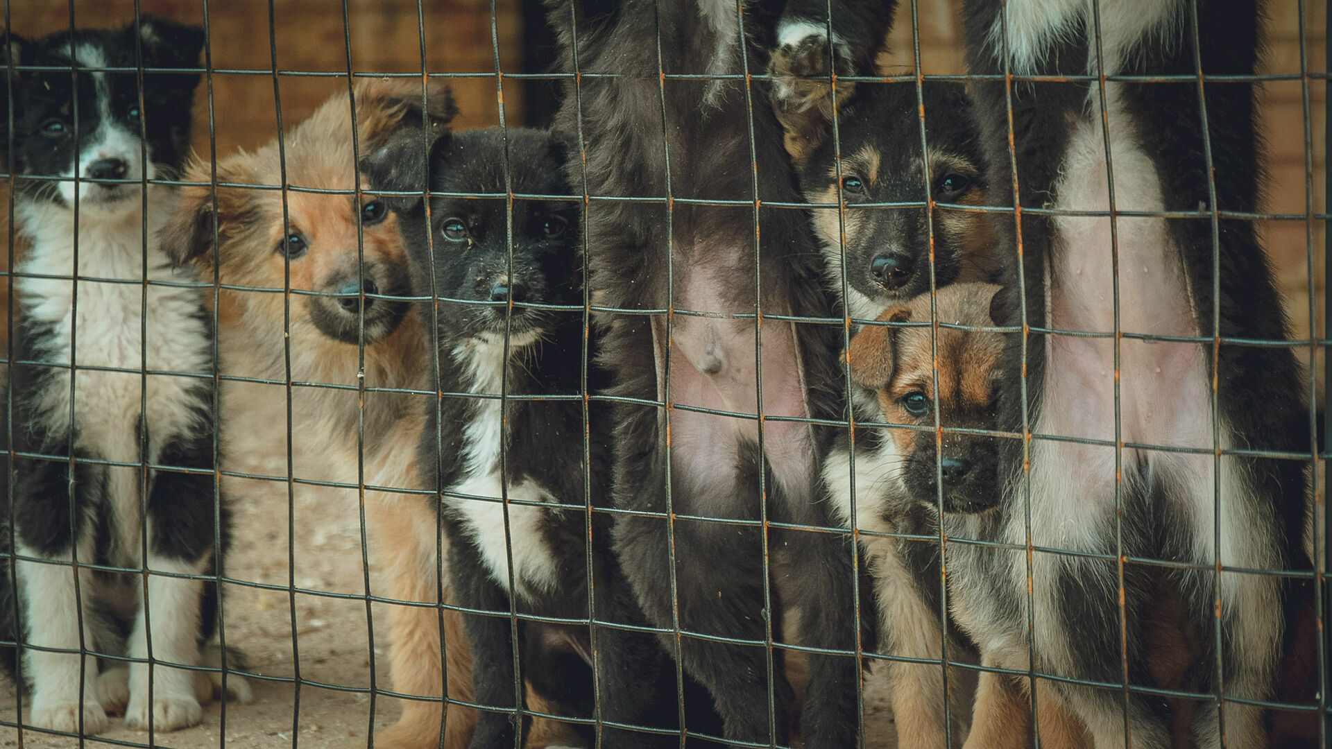 Минюст предложил ввести новые штрафы за жестокое обращение с животными