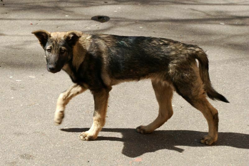 Житель Подмосковья объяснил убийство бродячей собаки «деревенскими законам»