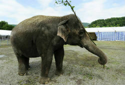 На сафари в Танзании слон растоптал американского туриста