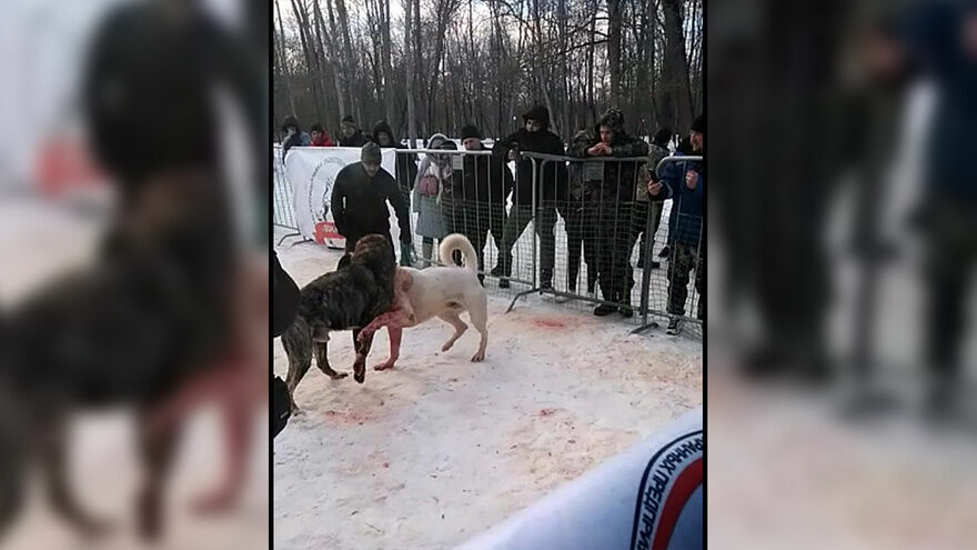 В Воронежской области создали кровавый бойцовский клуб для собак