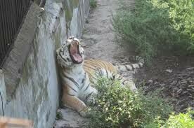 Тигр атаковал служащую зоопарка. Женщина в реанимации