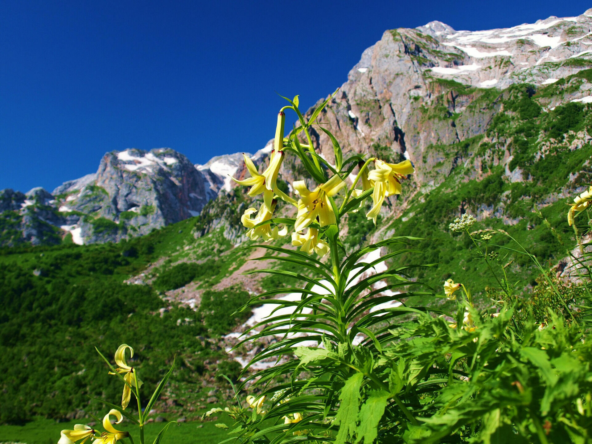 На склонах заповедных территория Осетии  растут более 1000 видов растений.