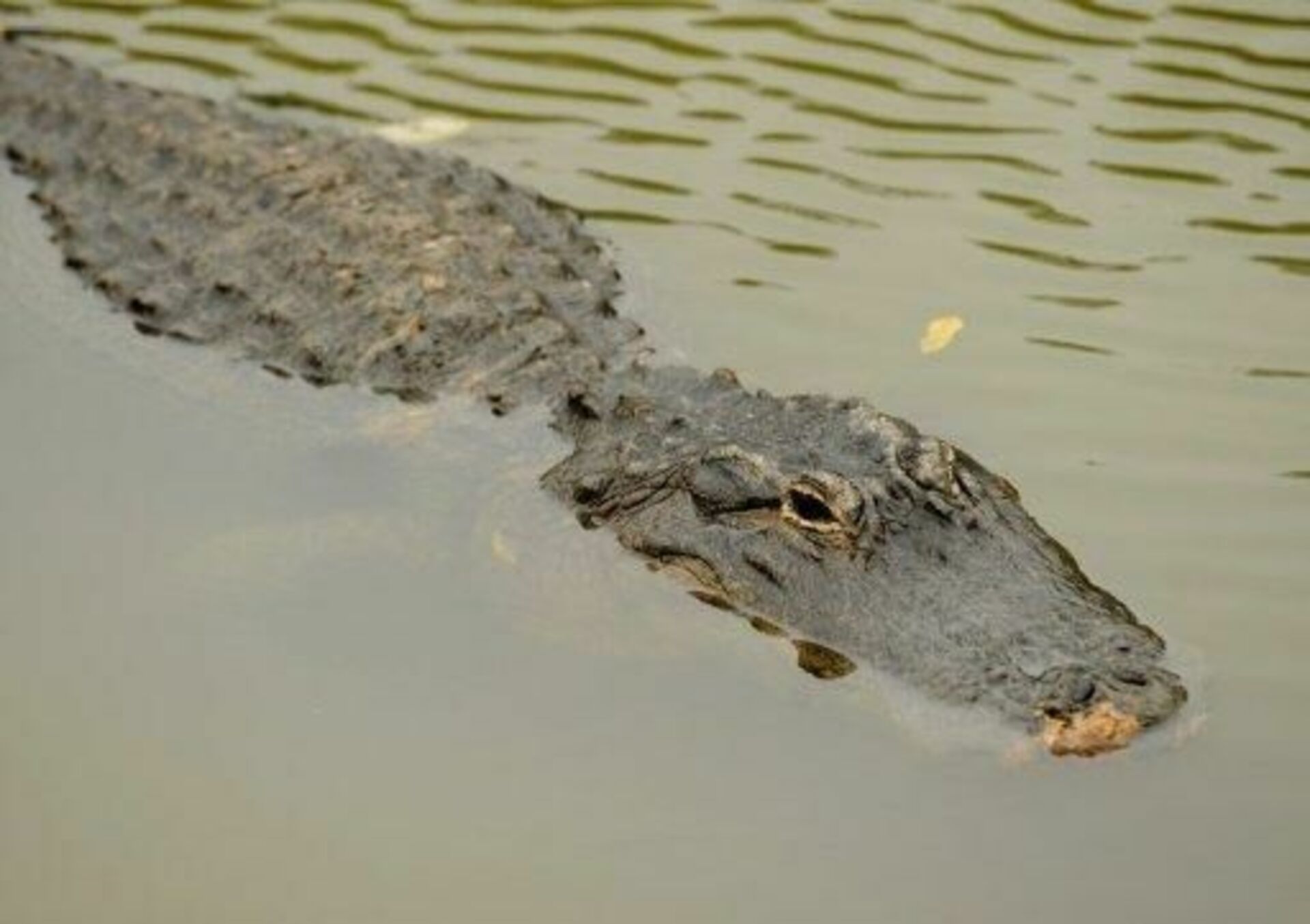 Крокодил в водоеме. Аллигатор в воде. Крокодил в воде. Крокодил в реке. Крокодил плывет.