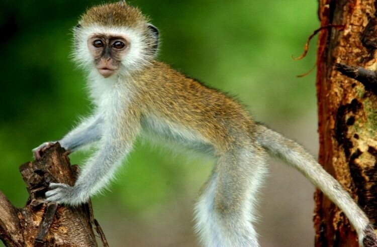 В Кении из-за обезьяны произошло масштабное отключение электричества