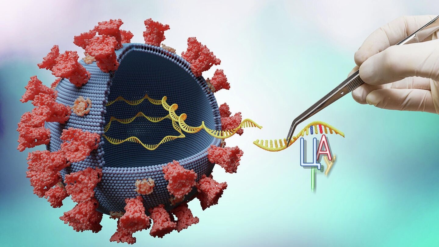 Нобелевская премия по медицине была присуждена за вклад в разработку мРНК-вакцин