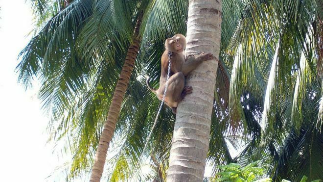 Британские торговые сети перестали закупать кокосы, собранные обезьянами