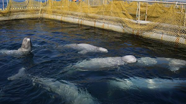 Власти Приморья увеличат число вольеров в "китовой тюрьме"