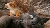 Видео дня: крымская кошка усыновила бельчат