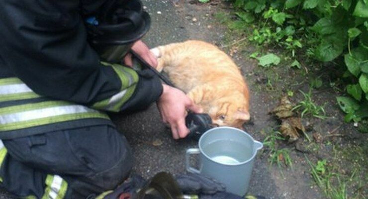В Санкт-Петербурге пожарные откачали кота, спасенного из огня