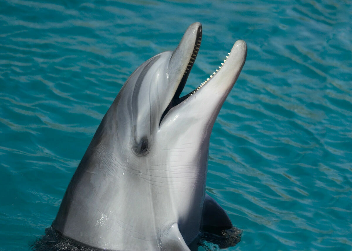 В Приморье после скандала с больными животными вновь заработал дельфинарий
