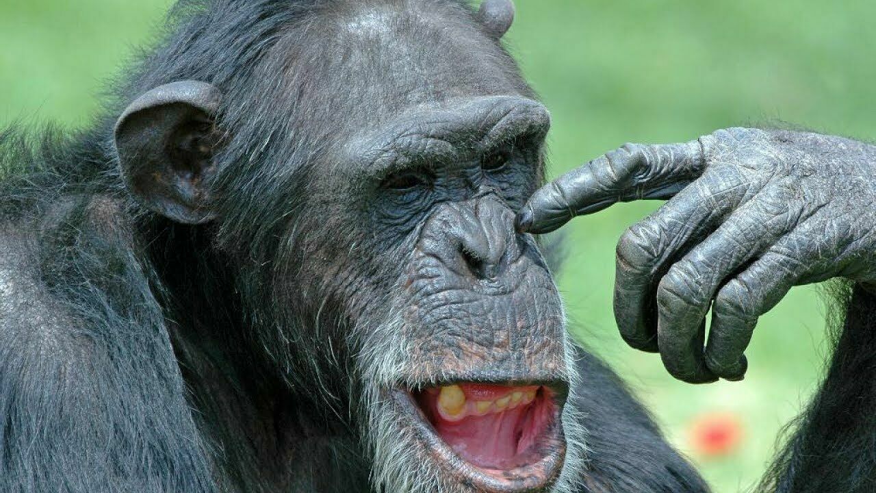 Локдауна не будет: ученые считают, что оспа обезьян вряд ли вызовет пандемию