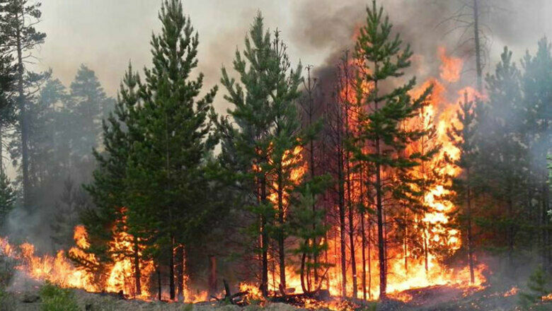 Площадь лесных пожаров в Рязанской области превысила 19,5 тыс. га