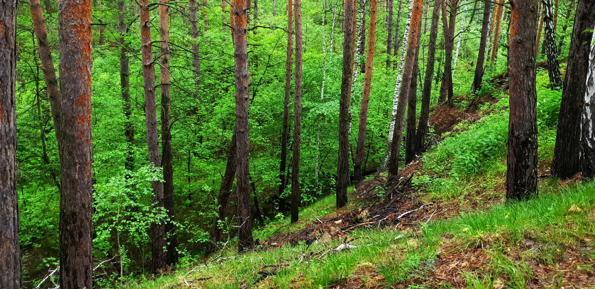 Эксперт назвал недостатки готовящейся реформы лесной отрасли
