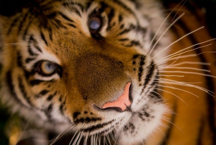 Во Владивостоке ищут тигра, разгуливавшего ночью по городу