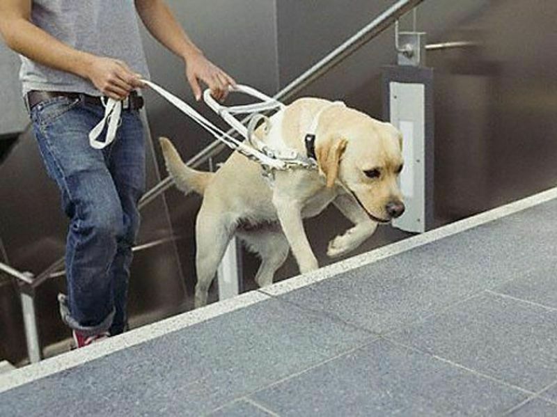 Собака-поводырь для многих инвалидов - единственный способ безопасного передвижения.