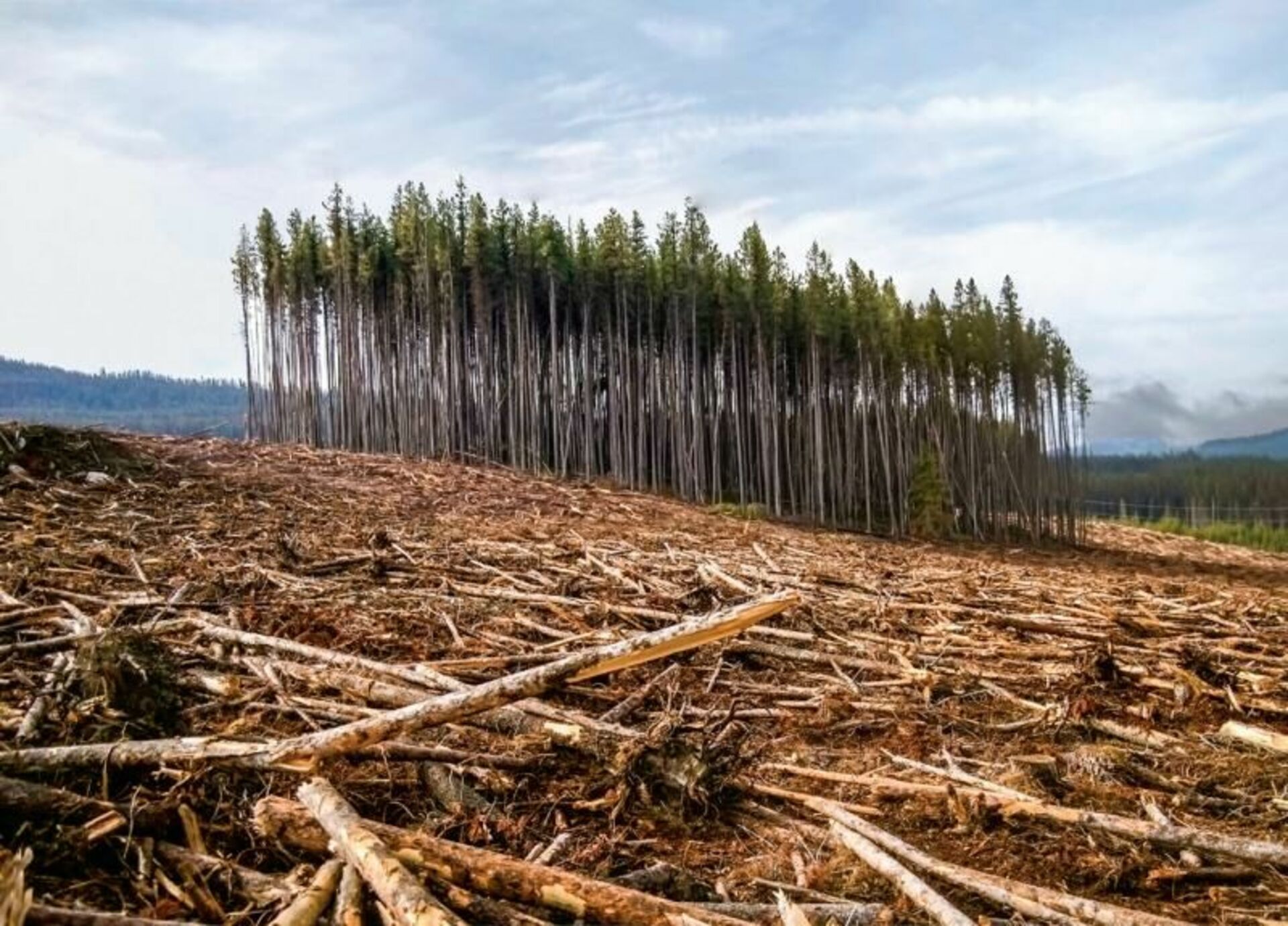 Лесные проблемы россии. Долина Мехико обезлесение. Обезлесение в России. Вырубка лесов. Уничтожение лесов.