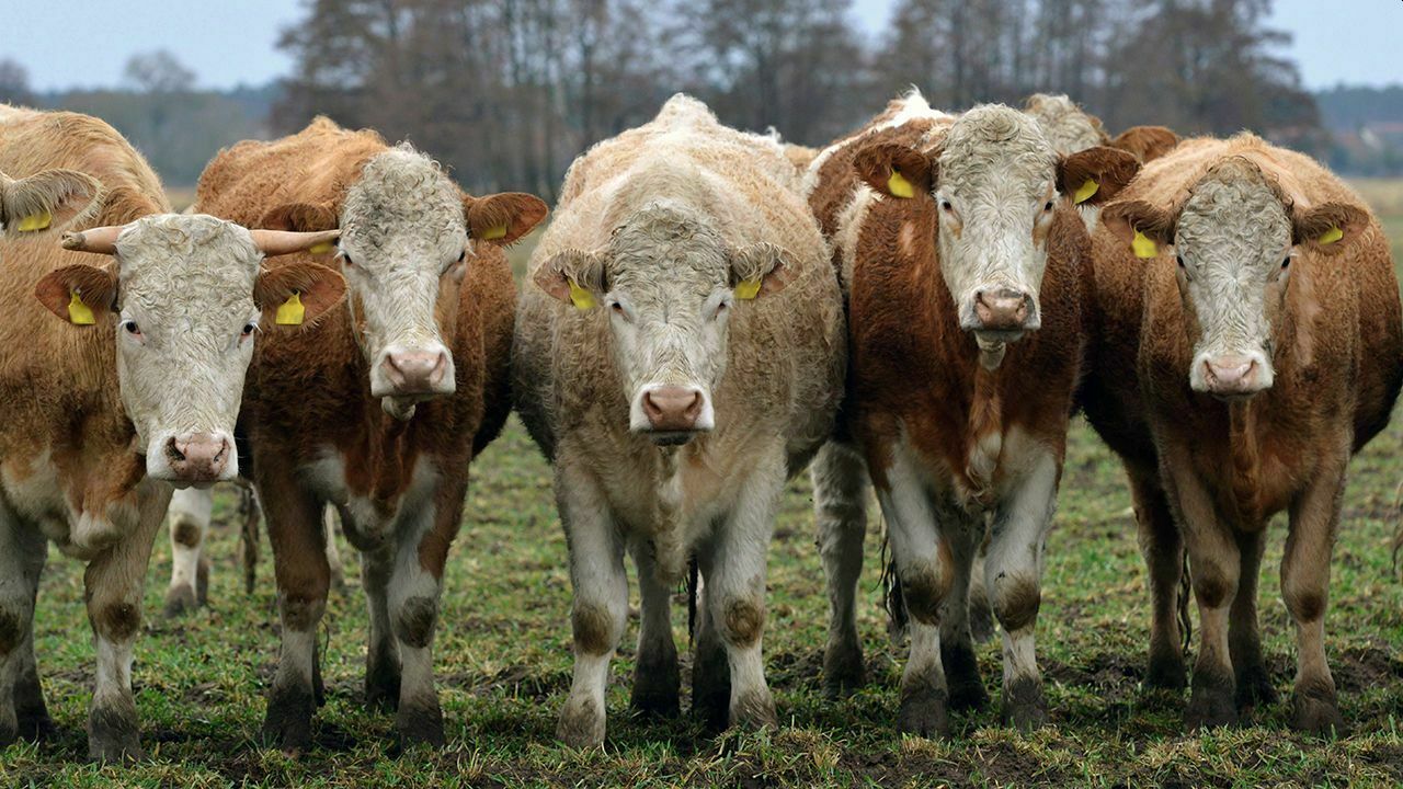 Российские ученые отметили первую годовщину клонированного теленка