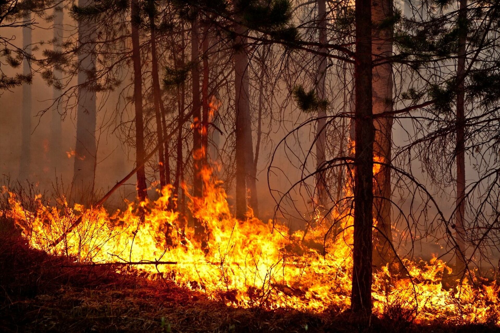 Лесные пожары видео. Лесные пожары в Кировской области. Лесной пожар Хакасия. Лес в огне. Пожар картинки.