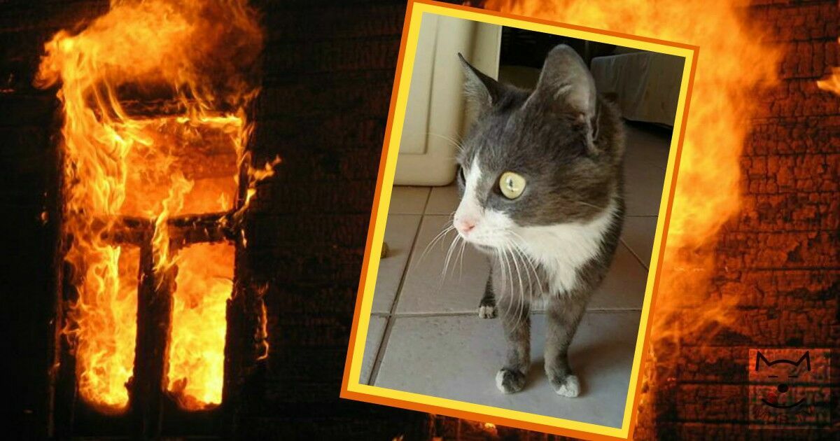 Пять кошек и собака подожгли дом в Архангельске