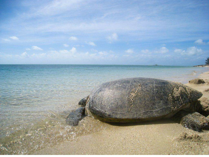 Морские черепахи могут исчезнуть из-за сокращения числа особей мужского пола