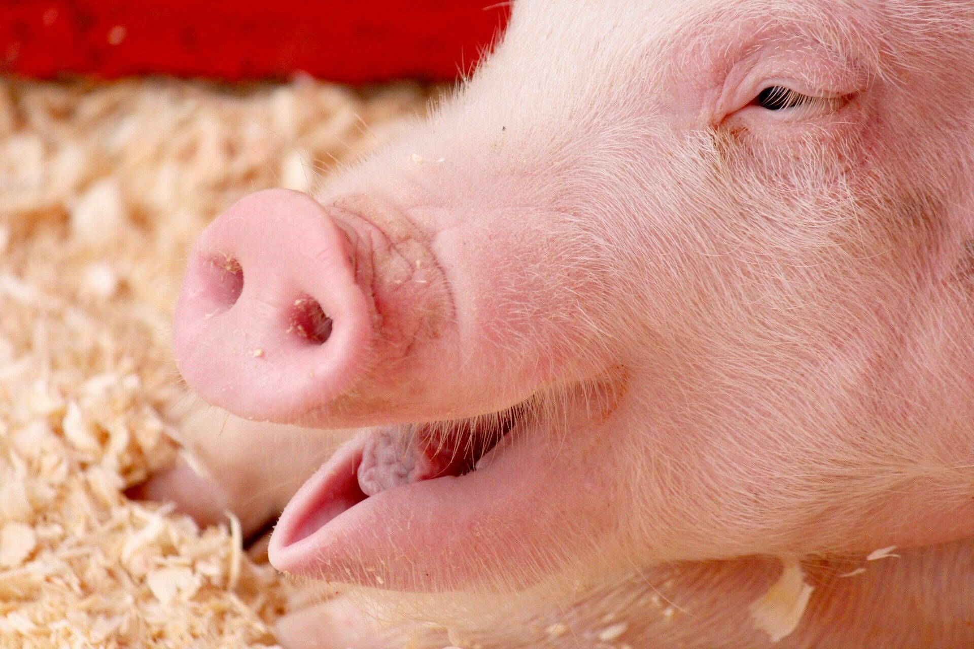 Исследование об угрозах свиного гриппа нового типа в Китае назвали неубедительным