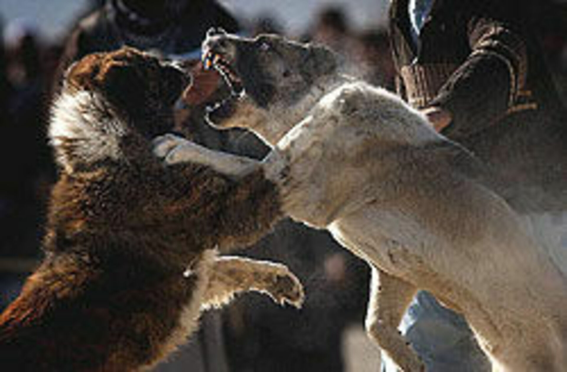 Собаки против видео. Кавказская овчарка против алабая.
