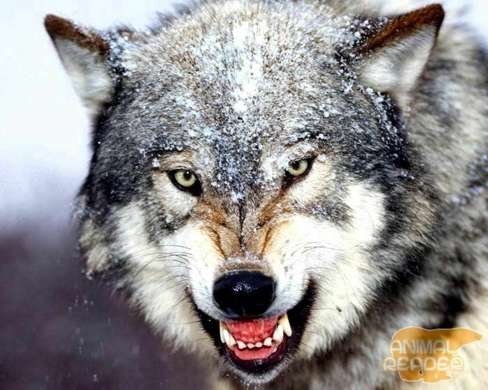 Волк напал на нескольких человек в Амурской области