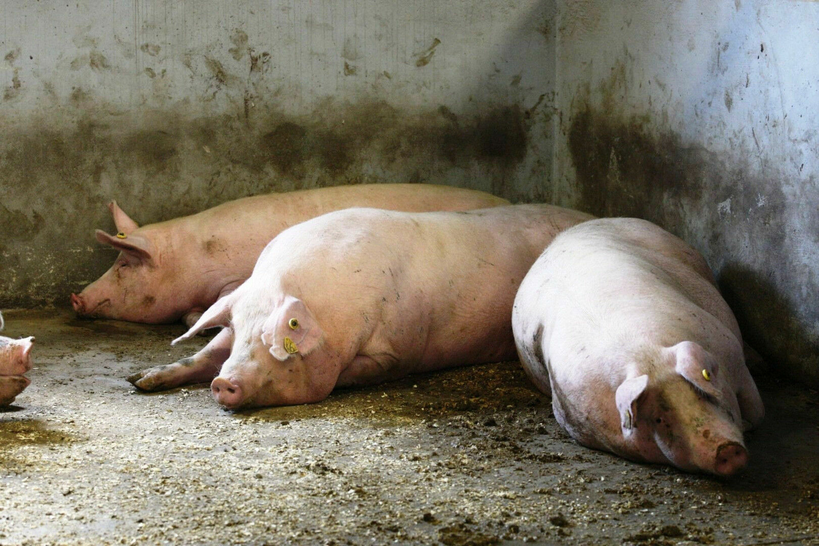 В Хабаровском крае выявили вспышку африканской чумы свиней