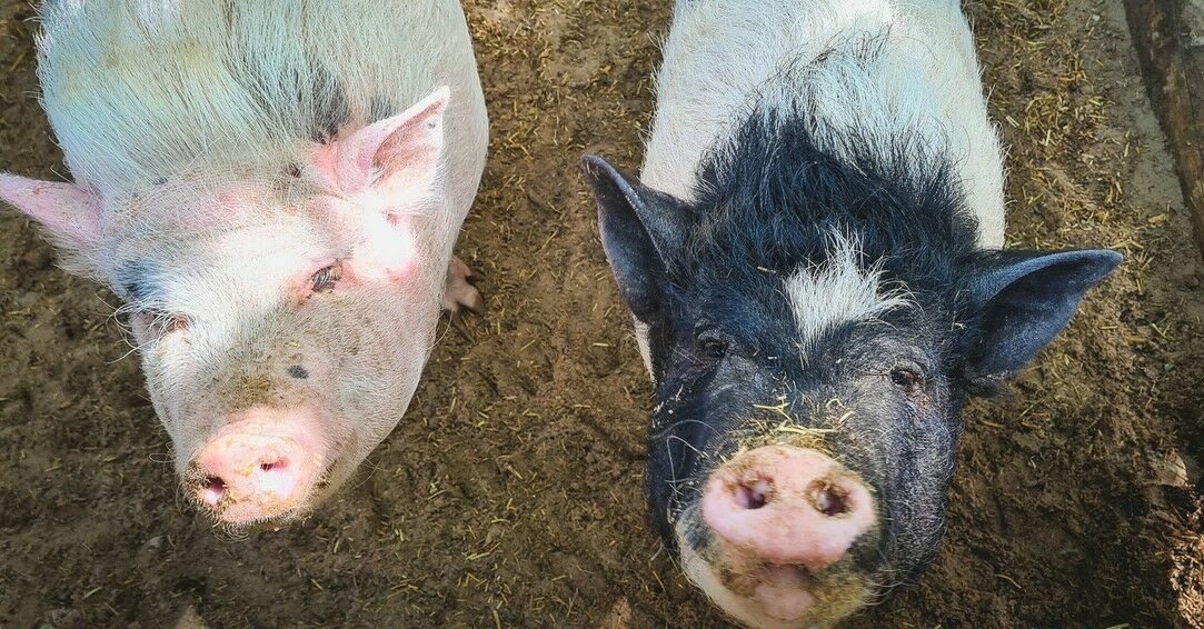 Россельхознадзор в январе зарегистрировал 9 вспышек африканской чумы свиней