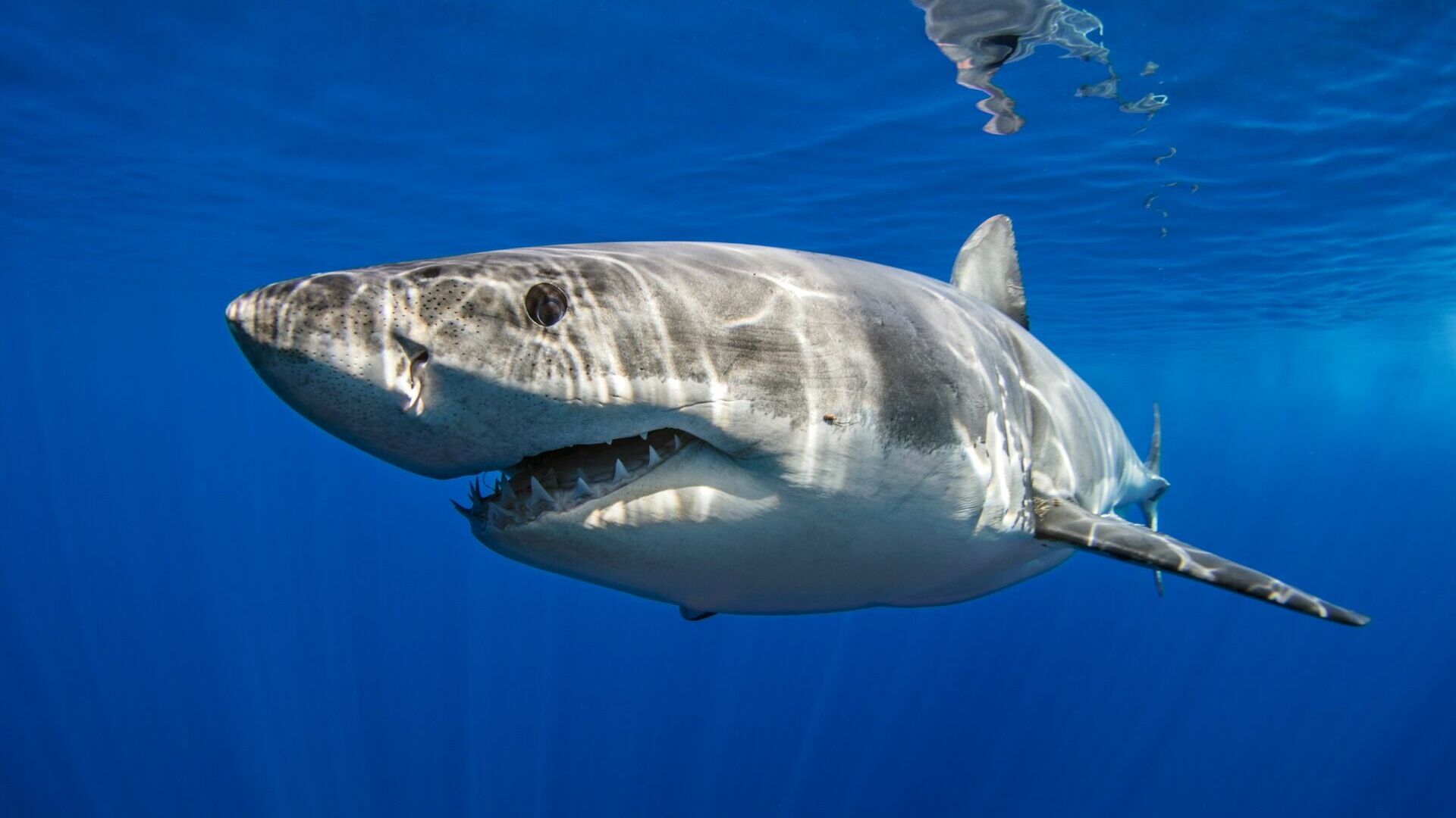 Огромная белая акула обезглавила дайвера у берегов Мексики, сообщил Newsweek