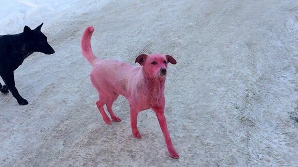 Полиция Ижевска ищет розовую собаку и покрасивших ее вандалов