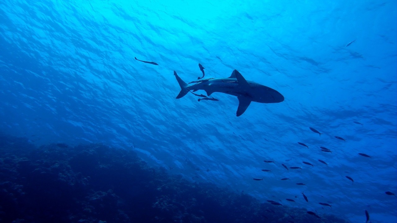 В Египте огромная акула откусила руку туристке (ВИДЕО)