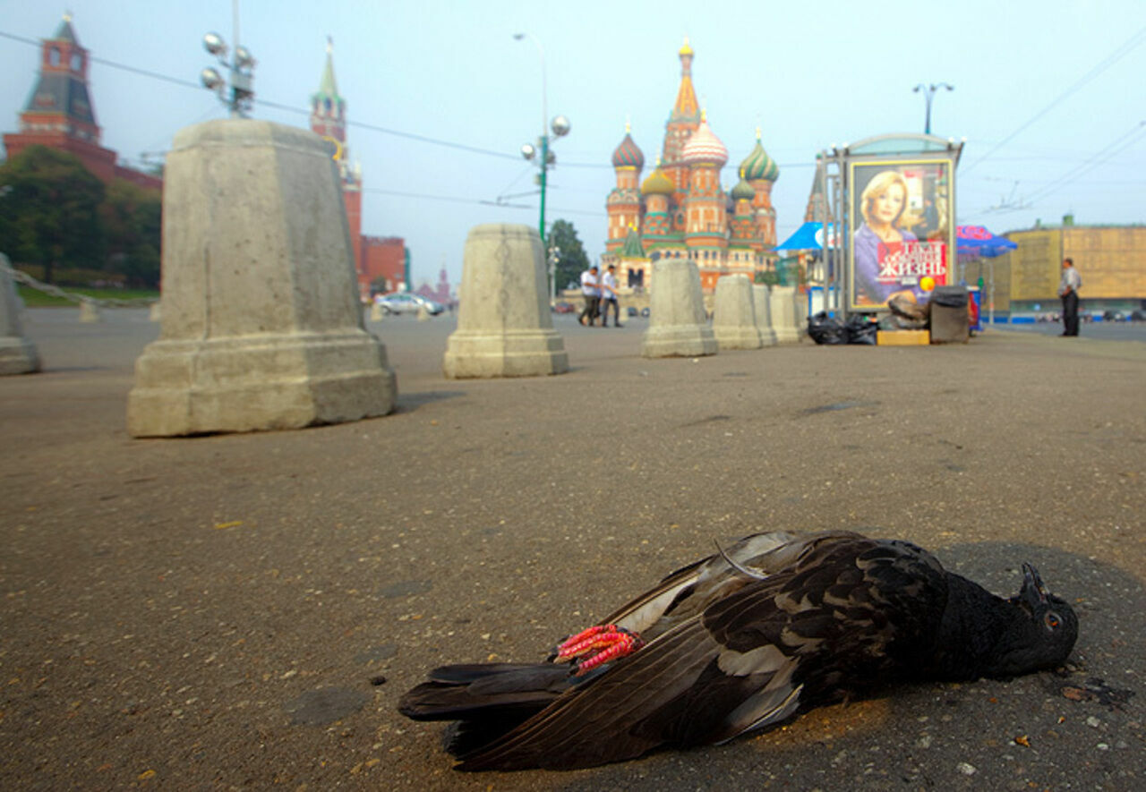 Жертвы благоустройства: почему в Москве гибнут голуби