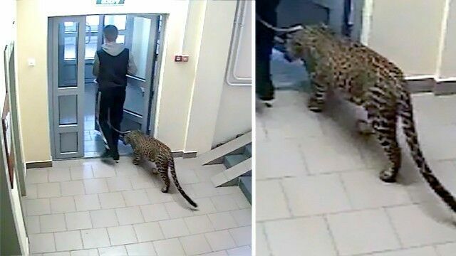Неуравновешенный нижегородец регулярно выгуливает леопарда перед домом