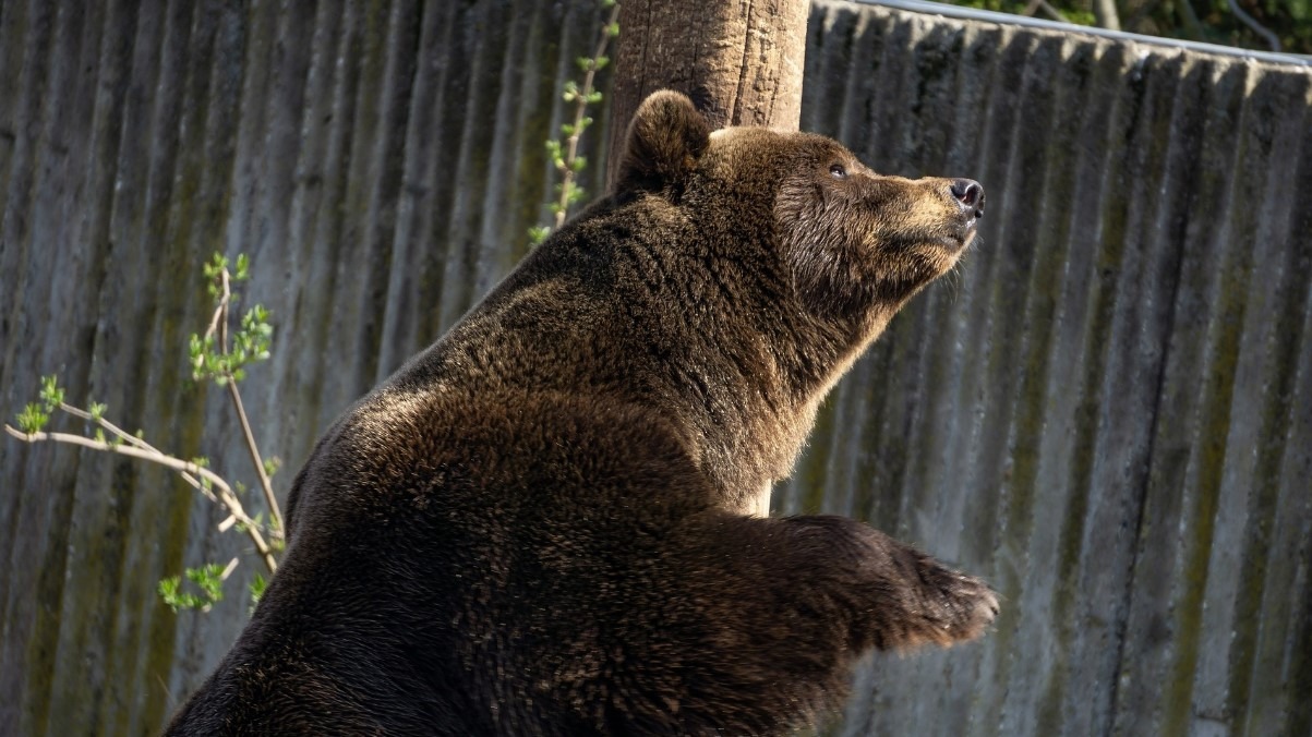 Медведь убил жителя Магадана и ранил еще трех человек