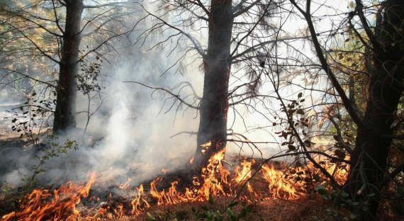 Ущерб от лесных пожаров в Свердловской области оценили в 52 млн рублей