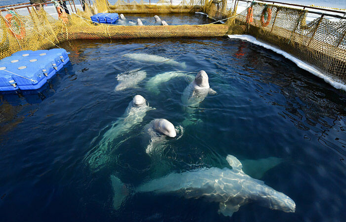 Косаток из "Китовой тюрьмы" выпустят на волю до конца лета