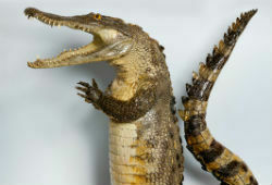 Дарвиновский музей готов выставить конкурента «упортому лису» - крокодила