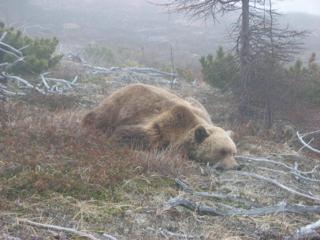 Третьего за неделю медведя убили в Забайкалье из-за угрозы жителям