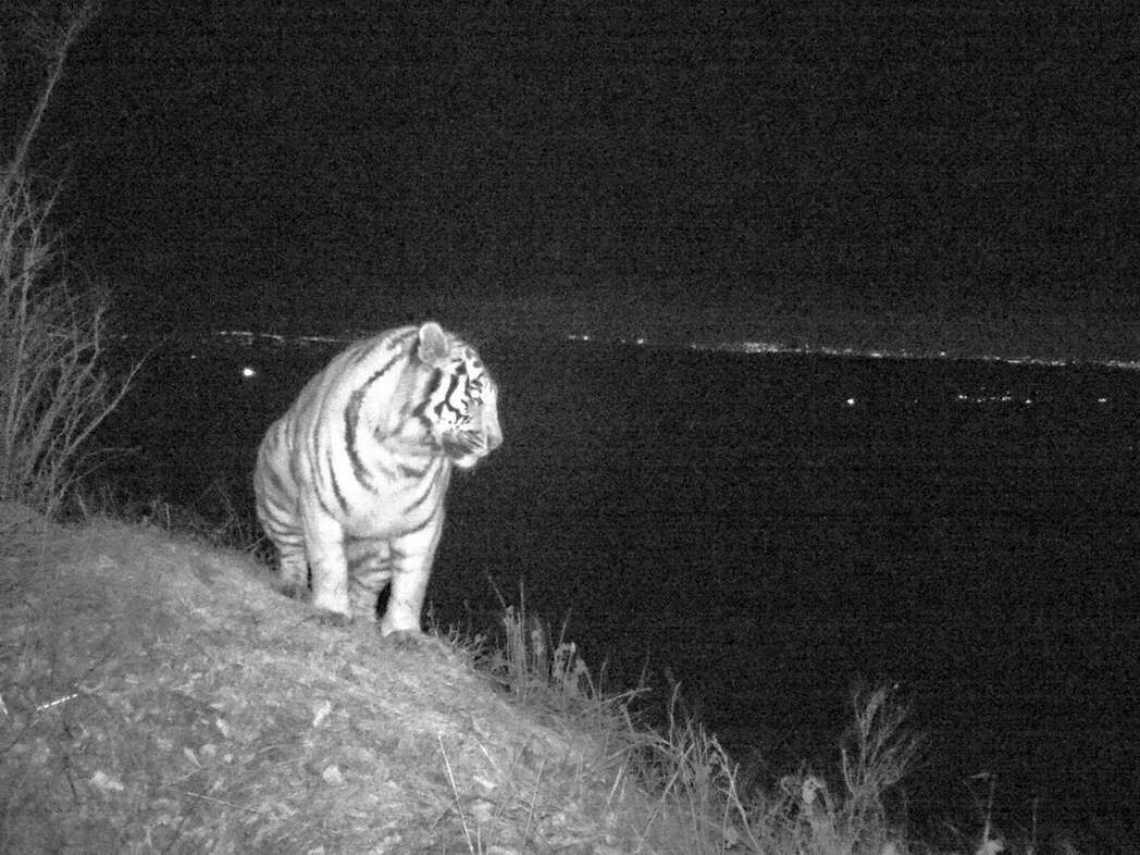 Тигр и леопард зашли на окраину Владивостока