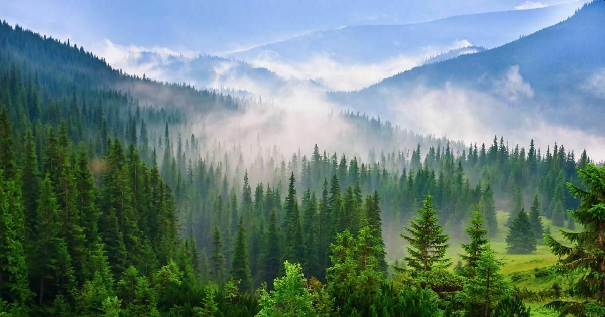 Экологи: неправильно посаженные леса не смогут спасти Землю от потепления
