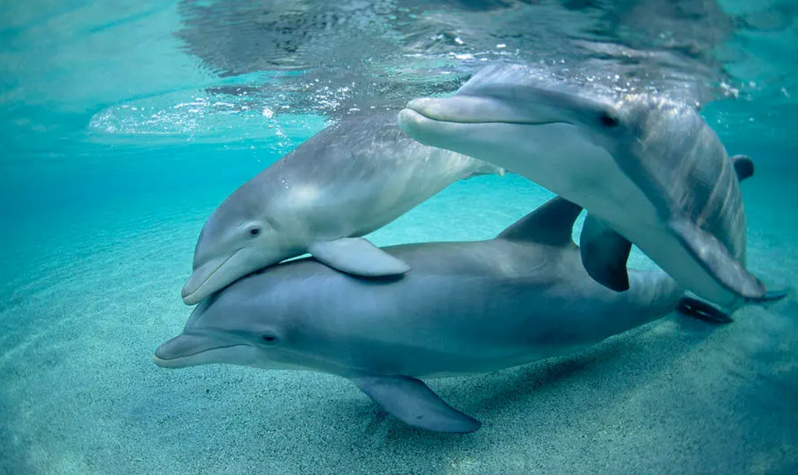 Дельфины оказались единственными животными, которые формируют круг друзей