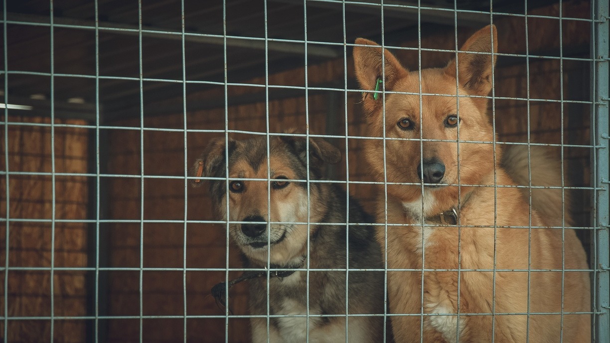 Бродячие собаки под Костромой загрызли больше сотни домашних животных