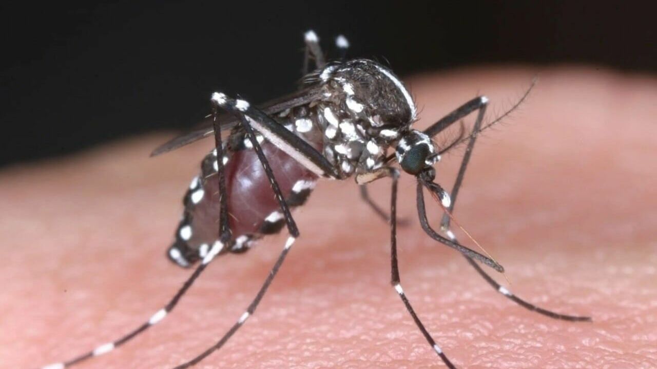 В Красноярском крае выявили три новых случая лихорадки денге
