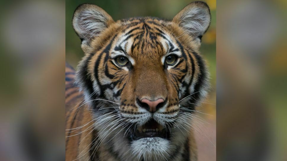 4-летняя самкамалайского тигра Надя начала проявлять симптомы болезни 27 ма