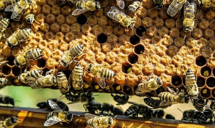 В массовой гибели пчел виноваты китайские химикаты